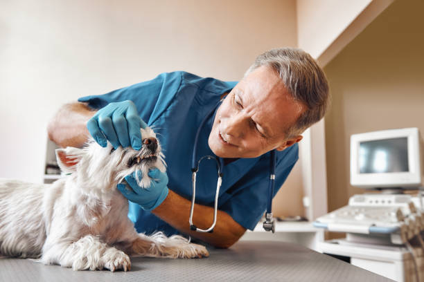 Best 24-Hour Emergency Dentist in Rockport, IN